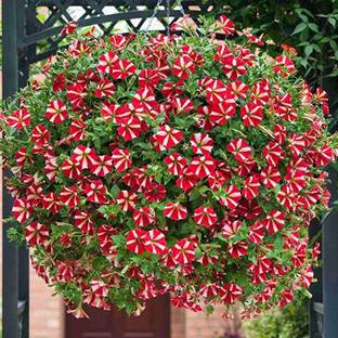 KANAYA Petunia Hybrid Mix Flower Seeds Garden Seed