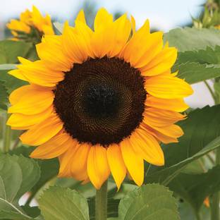 Sunway सूरजमुखी/सूर्यमुखी/ Sunflower Flower Plant Surajmukhi Seed