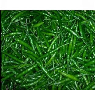 MOGEX Green Chilli Indian हरी मिर्च Seed