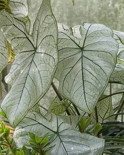 Oakwood Farms ® Imported Caladium Beautiful White With Green Line Leafy Bulbs For Gardening Seed