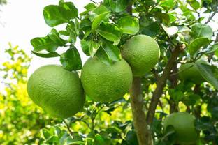 Biswas Bloom Pomelo Fruit Seeds, Batabi lebu seeds, seeds Seed
