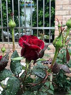 CYBEXIS KGF -20 - Red Rose Flowers - (100 Seeds) Seed