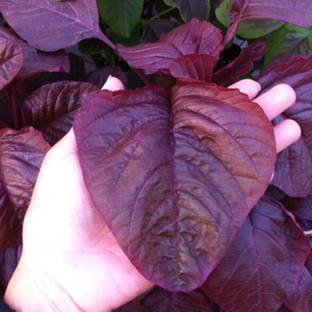 VibeX ® XLR-573 Amaranthus Leaf Red/Cholai Red Saag Seed