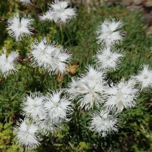 CYBEXIS Dianthus Squarrosus Seeds Seed