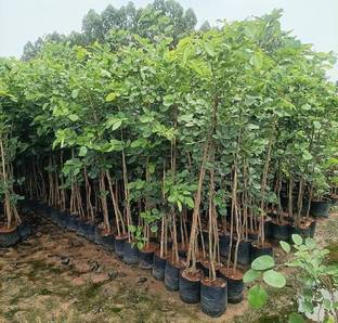 BDSresolve Red sandalwood tree seeds/Red chandan seeds 9 Seed