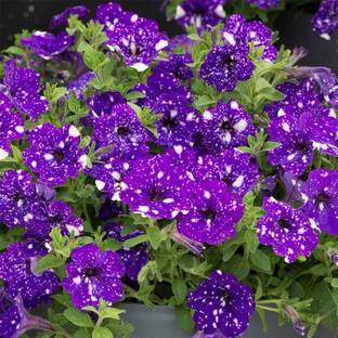 ACMS Night Sky Petunia Flower for Planting Home Garden Non-GMO Heirloom Variety Seed