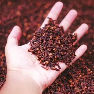 VibeX ATS-50 - Clove Tree - (60 Seeds) Seed