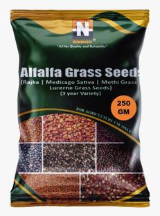 Numinous Alfalfa, Medicago Sativa, Rajka, Lucerne, Methi, Fodder Grass (3 Year Variety) Seed