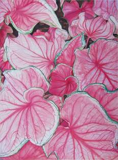 Oakwood Farms ® Florida Sweetheart Caladium Beautiful Leafy Bulbs Seed