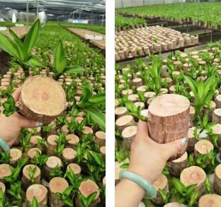 SPERO Original Brazilian Lucky Wood Live Stick Seed