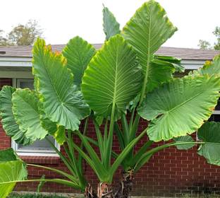 SREE Taro Root/Arbi Bulbs Seed Seed