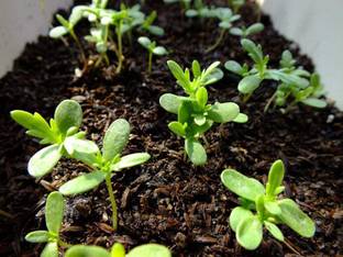 CYBEXIS Chrysanthemum coronarium Daisy Flower Seed