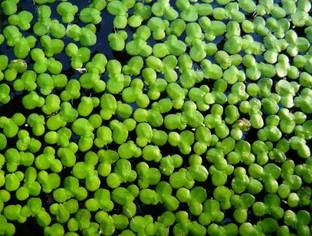 wequality Amazon duckweed for home plant for home Seed