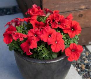Dasstore PITUNIA FLOWER SEED Seed