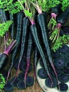 VibeX ® VXI-448 Carrot Black Nebula Seeds Seed