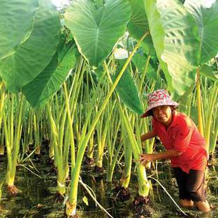 SREE taro seeds, kochu tree Seed