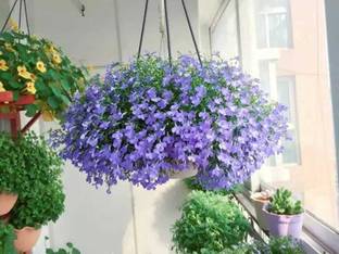 CYBEXIS XL-46 - Ground Cover Creeping Thyme - (150 Seeds) Seed