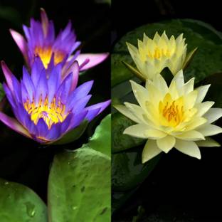 VibeX ® XLR-66 Pond Dwarf Mini Water Bowl Aquarium Lotus Seed