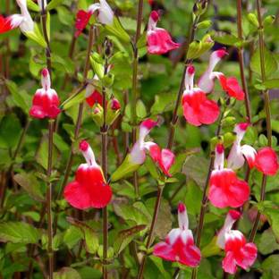 CYBEXIS Salvia, Hot Lips-50 Seeds Seed