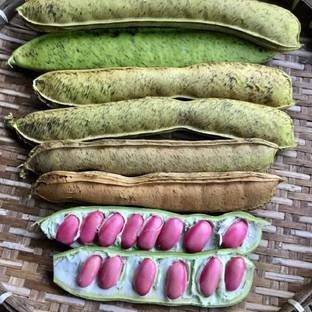 JAYANTAHALDER Sword bean/Mousim/Giant bean Seed