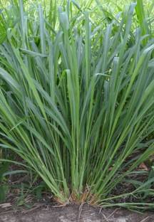 HYBRID 5kg, Makkhan Malti cutting animal grass seed highest yield long time cutting Seed