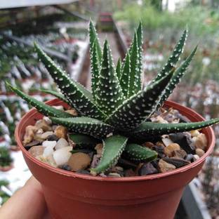 NooElec Seeds India All Seasons Indoor-Outdoor Growing Zebra Haworthia Succulent Seed