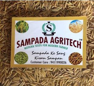 Sampada Pusa Basmati Paddy Seeds 1692 | Dhan, Rice Farming & Agriculture 1KG Seed