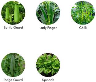 CYBEXIS Bottle Gourd Plant, Ridge Gourd, Spinach, Lady Finger, Chilli Seed