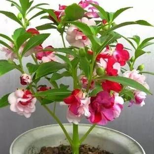 wequality Hybrid balsam/bulsam/dopati mix color variety flower seeds Seed