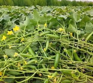 HYBRID 10g cucumber seeds Highest yield variety (first harvesting 30-35 days) testy Seed