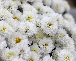 CYBEXIS Chrysanthemum White / Sevanthi Poove White Seeds Seed