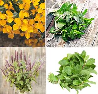 VibeX ® VLR-355 Herb Mint (Multi) 4 Varieties Seed