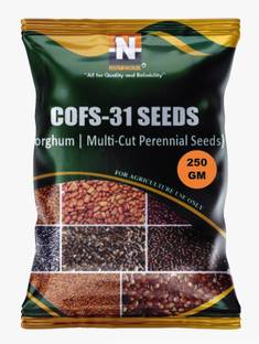 Numinous CoFs-31, Sorghum, Jowar, Multi-cut Perennial, Fodder Grass Seed