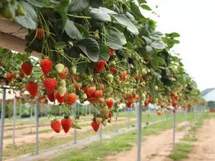 MAA Strawberry, Strawberries Seed