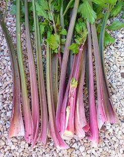 WILLVINE LX-165 Pink Plume Celery Seeds Seed