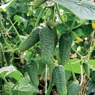 VibeX NBIR-25 - Cucumber Bush Type Pickling - (150 Seeds) Seed