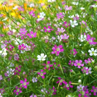 CYBEXIS Showy Baby's-Breath Mixed Seeds - Gypsophila elegans Seed