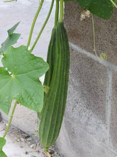 CHILLATAI Dodka | Gilki | Ridge Gourd Seeds | Janhi Seed