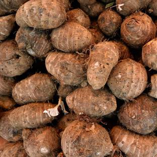 Aywal Taro Root/Arbi Bulbs Seed