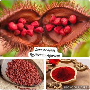 bloomaura Sindoor Seed