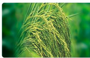 HYBRID 6KG paddy seeds Highest yield variety, Best quality Seed