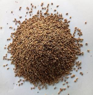 Apni Maati Browntop Millet Seed for Sowing Seed