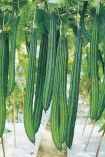 Bharath Agencies Ridge Gourd Seeds Seed