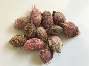 VibeX HUA-65 - Jangli Badam Almond Badam Tree - (90 Seeds) Seed