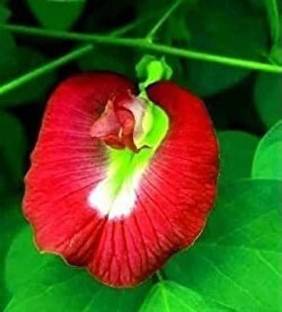 pottit Aparajita Red Flower Plant Seed