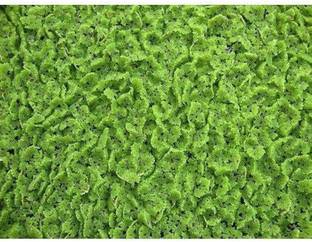 BDSresolve azolla seeds for plant/azolla seeds 270 Seed