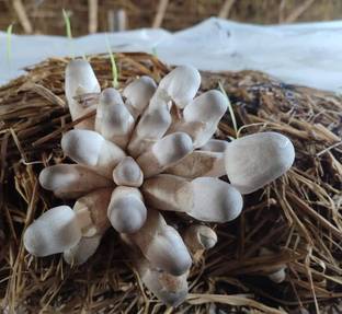 Arko Paddy Straw Mushroom Spawn/seeds First Generation Edible Seed
