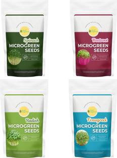 MINT ORGANICS Premium Microgreen Seeds Combo : Spinach, Fenugreek, Radish, Beetroot Seed
