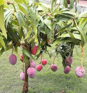 Hybrid mango plant Alphonso mango plant Highest yield Verity very testy fruit 1 pcfast fruiting Seed