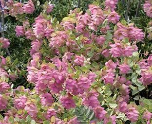 CYBEXIS XLL-1 - Kent Beauty' - Ornamental Oregano - (1350 Seeds) Seed
